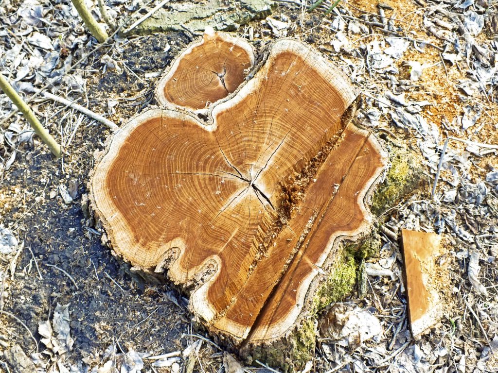 stump ready for grinding